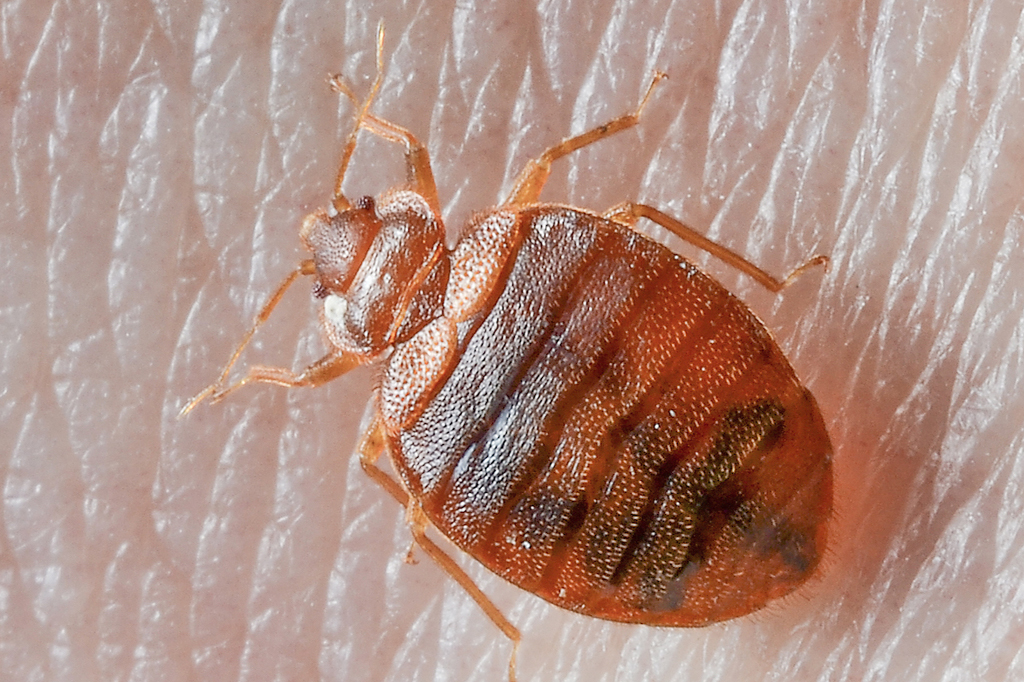 Bed Bug Control