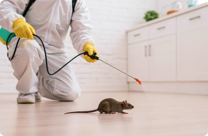 Professional rat control treatment in Noida