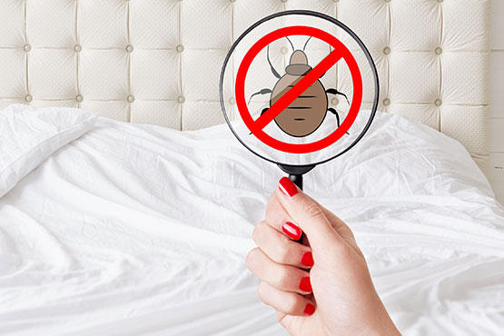 Bed bug pest control service for homes in Gurgaon