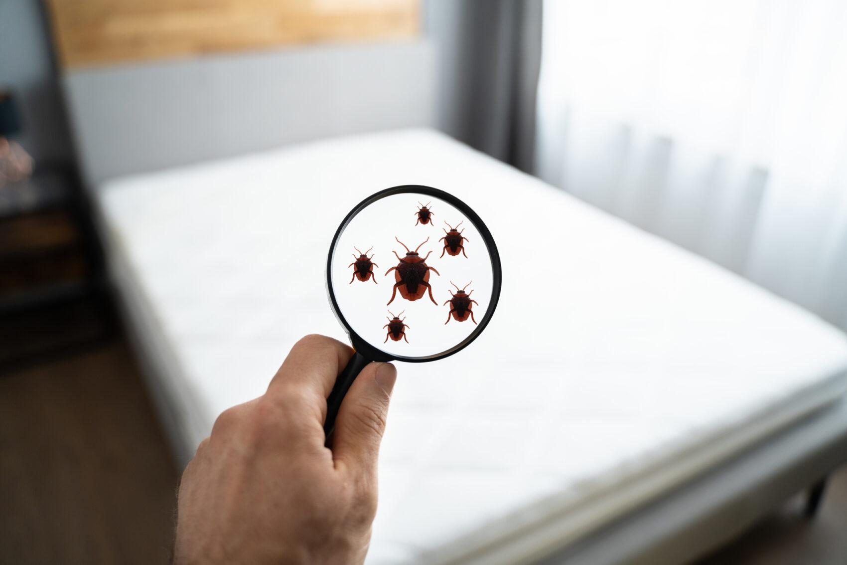 Bed bug pest control service for homes in Gurgaon