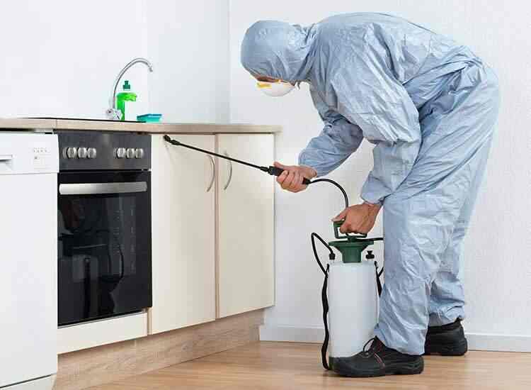 Bed bug pest control service for homes in Gurgaon