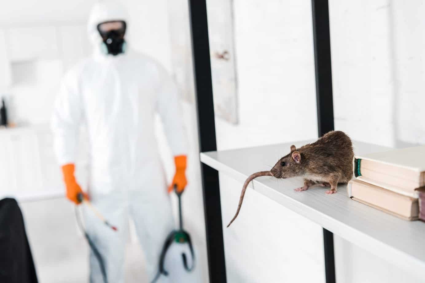 Professional rat control treatment in Noida