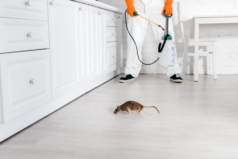 Professional rat control treatment in Noida